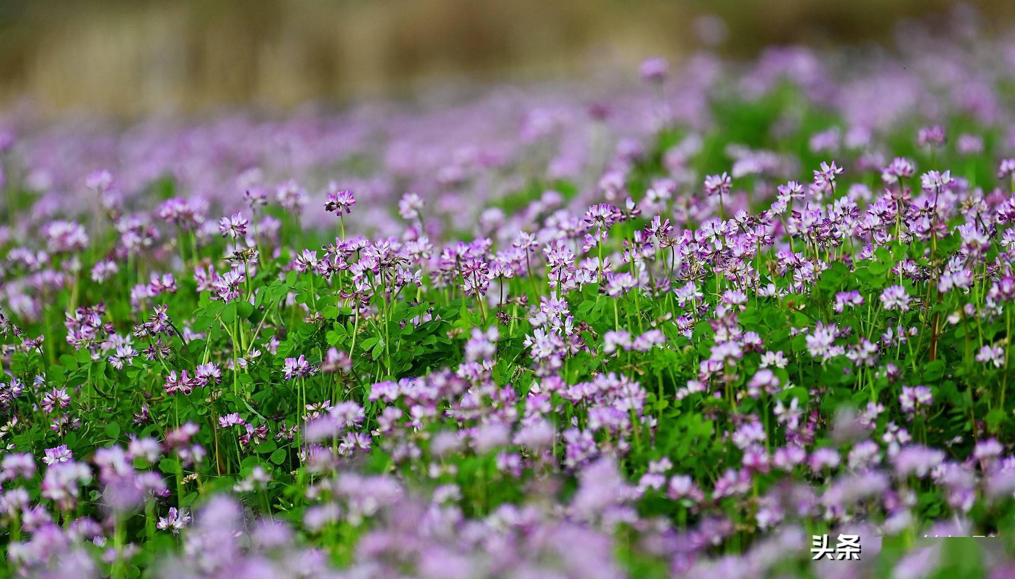 儿时美好的记忆——紫云英花满田野_开花_中国_草本植物