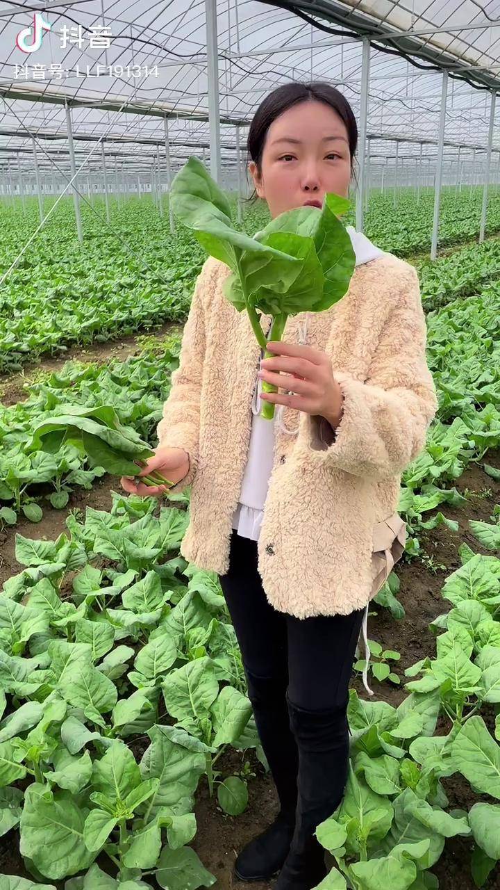 芥兰要在秋季种起来