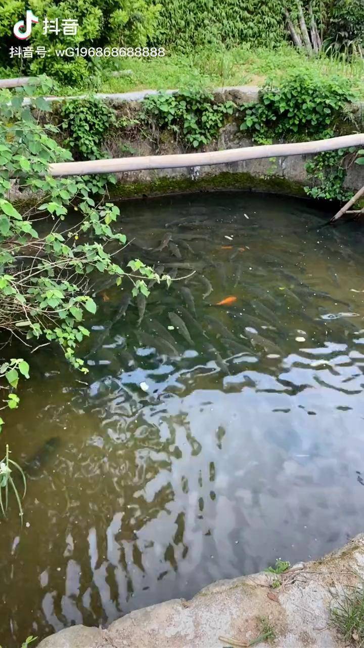 太阳出来后鱼就会浮到水面晒太阳吸取热量这就是山泉水能养大鱼其中的