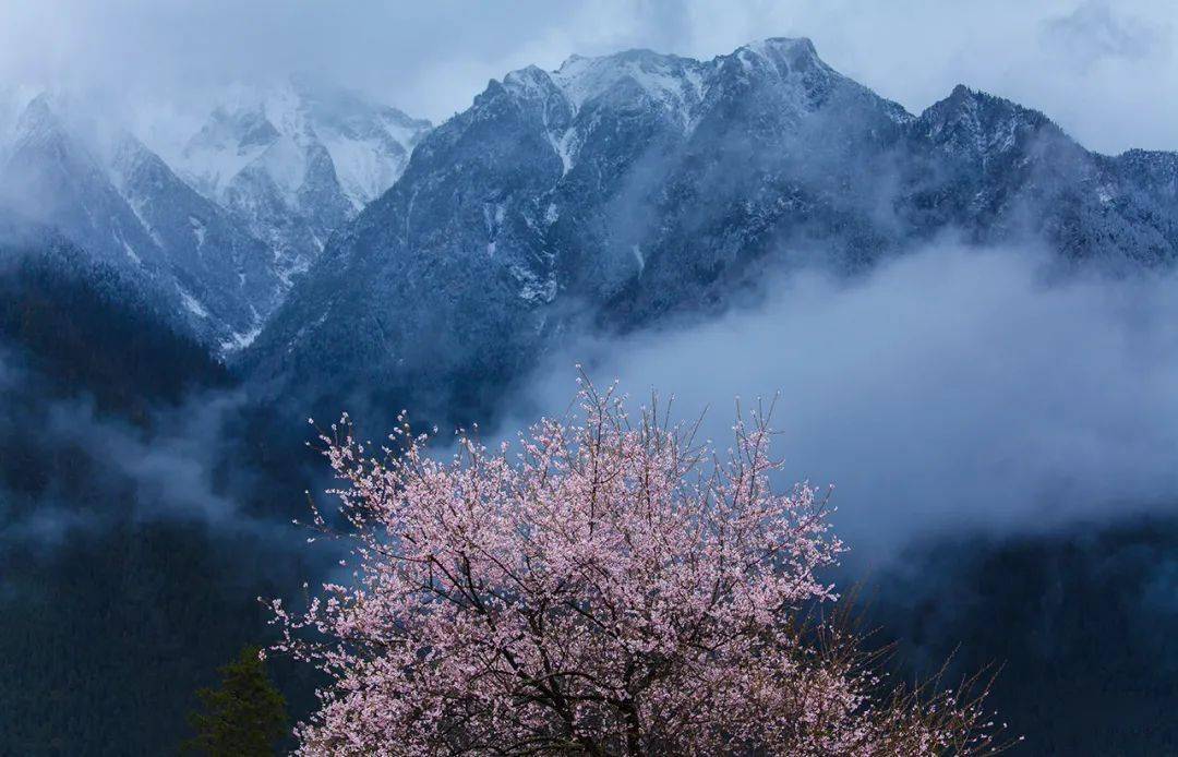 小城|落差7000米的奇迹小城！雨林与雪山共存，桃花如粉雪飘落，它值得专程奔赴！