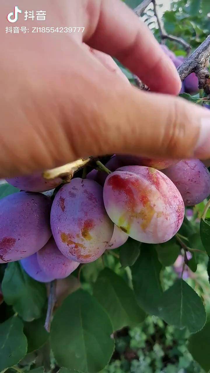 红西梅李子亩栽110颗南北方可种植dou小助手