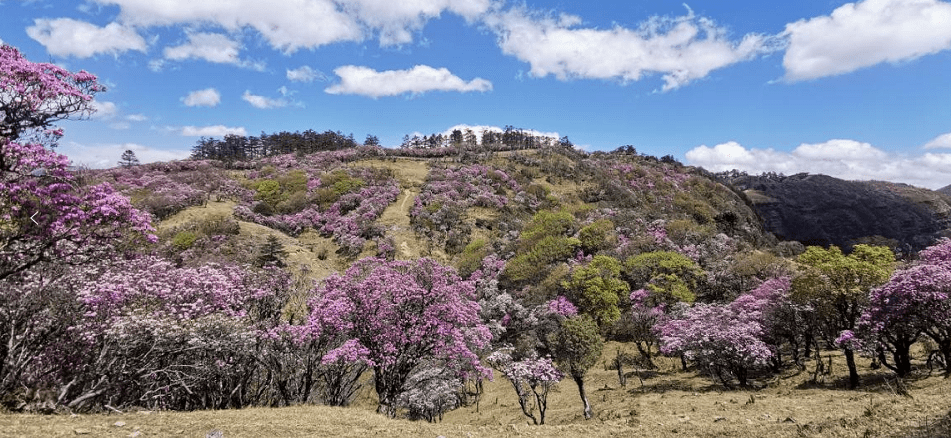 禄劝湿地公园图片