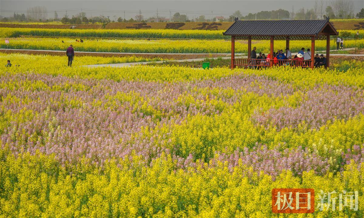 湖北沙洋:万顷油菜花,助力乡村美_黄志刚_种植_洋县