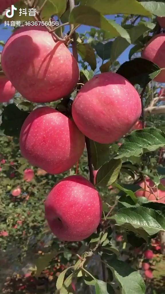 我们家的苹果园苹果大又圆硕果累累苹果苗