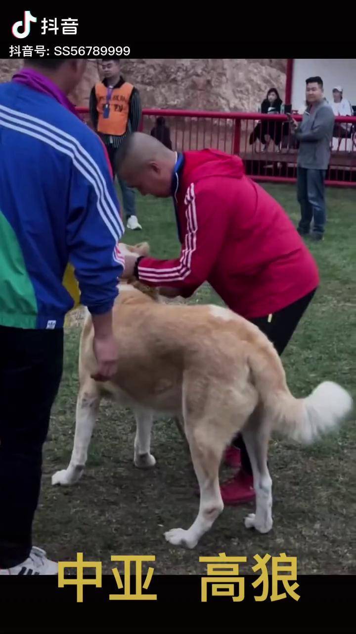 中亚猎狼犬中亚牧羊犬土耳其坎高犬土耳其锡瓦斯坎高犬坎高犬猎狼