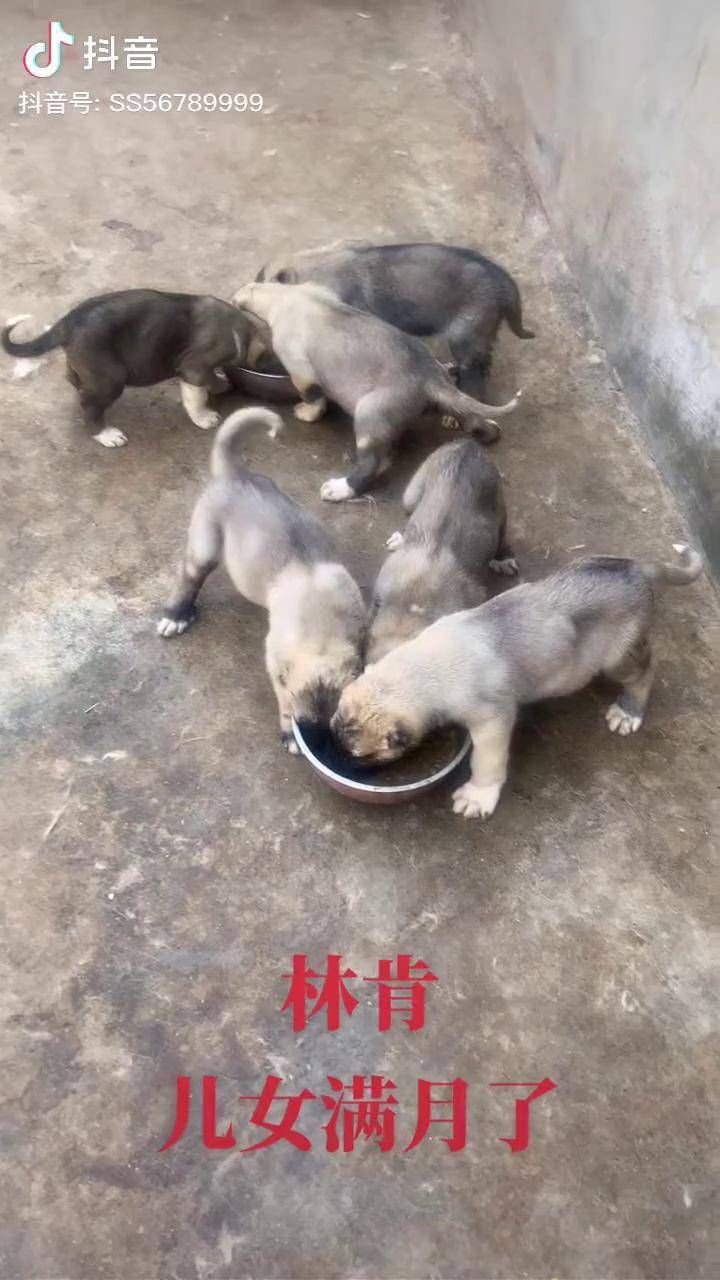 坎高犬土耳其锡瓦斯坎高犬土耳其国宝犬土耳其地狱犬土耳其坎高犬