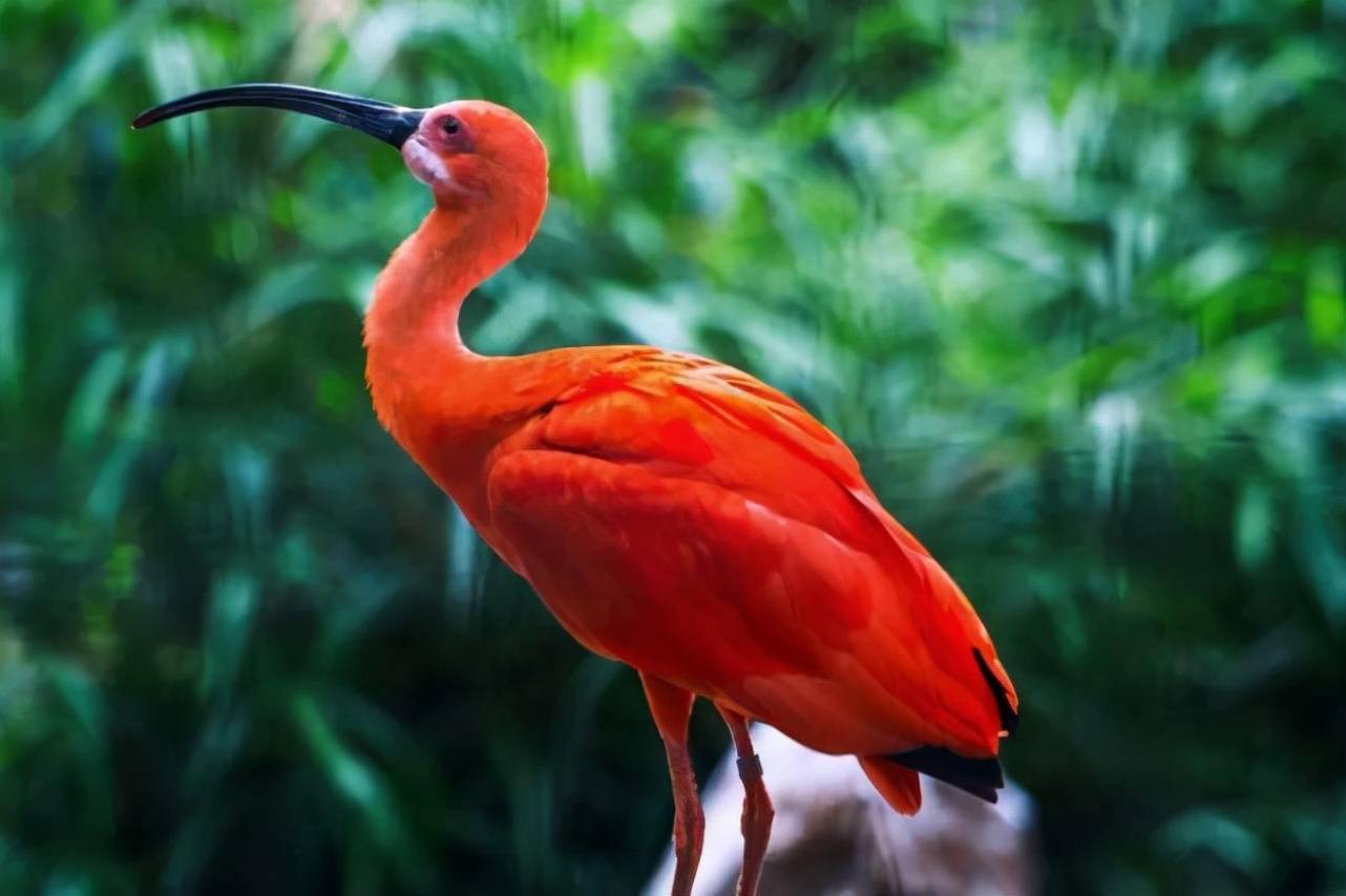 盘点世界上的10种红色的著名鸟类