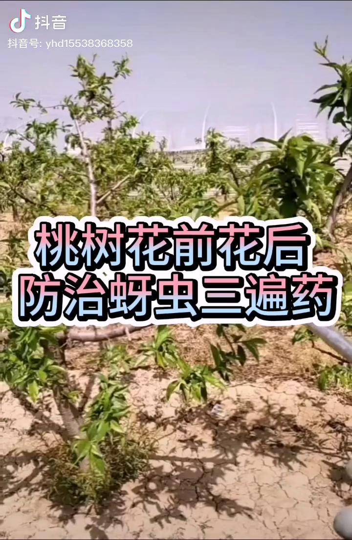 桃树花前花后防治蚜虫三遍药农业一画农业生产厂家一画果园技术一画