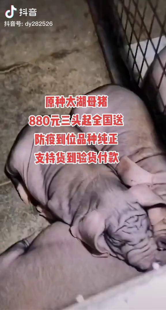 纯种太湖母猪自繁自养黑母猪原种太湖母猪养猪人感谢抖音dou小助手