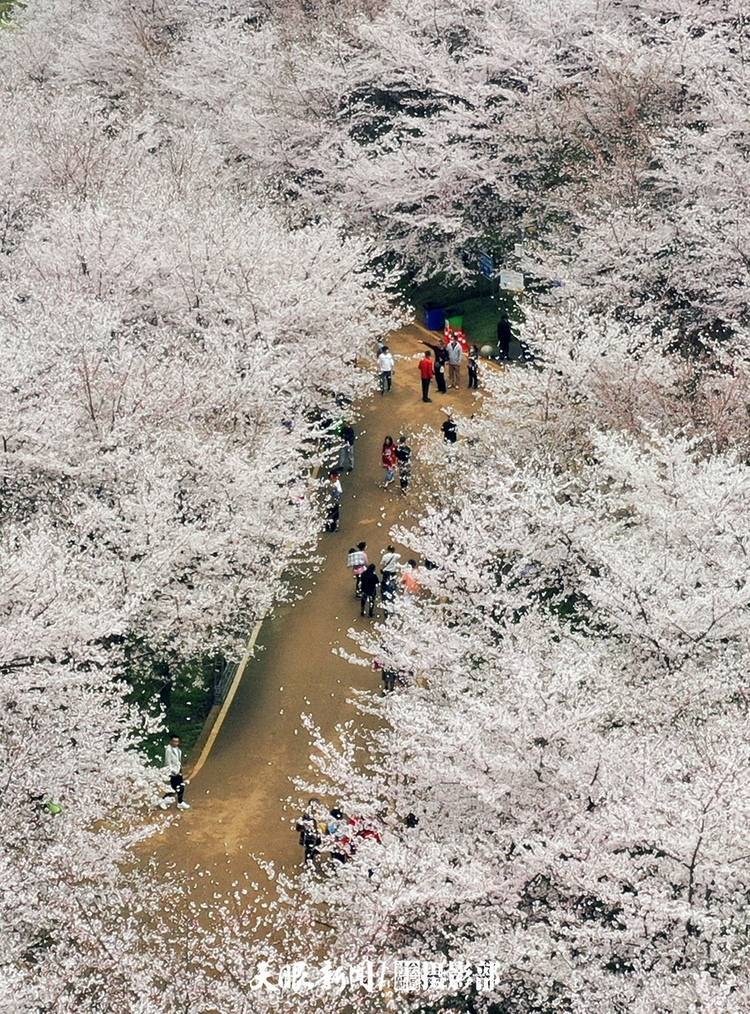 湖畔|红枫湖畔樱花园 千朵万朵压枝低