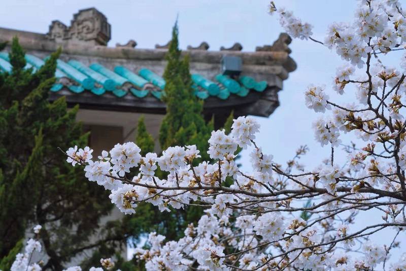 曹海钢|武大校园现浪漫“樱花雨” 江城已有20多个成规模赏樱片区