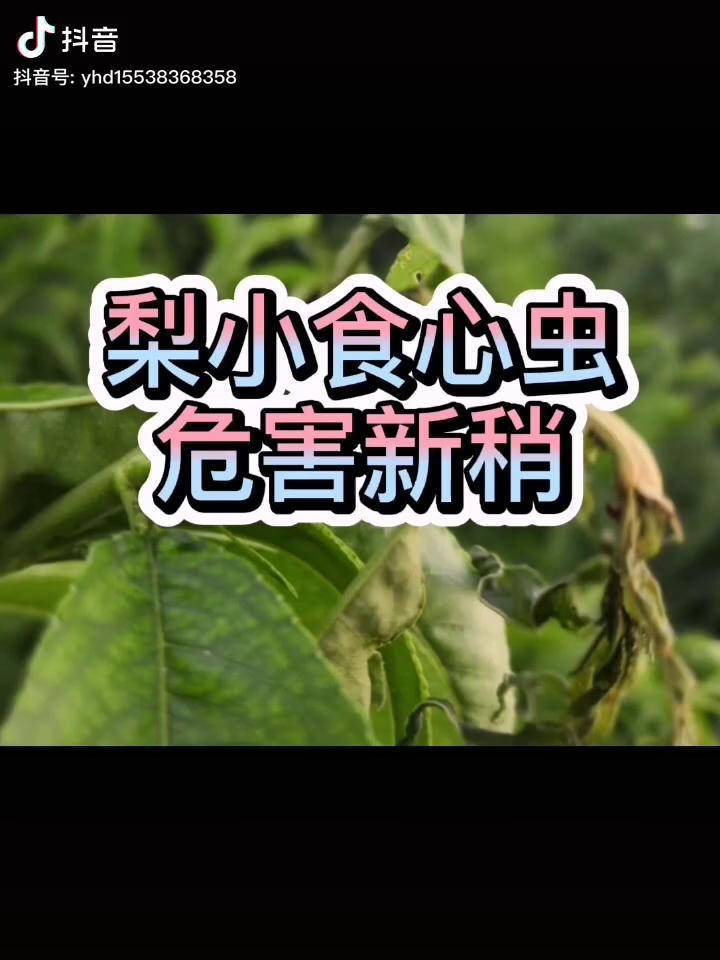 種桃樹第一年應該重點防治梨小食心蟲從第四月下旬開始防治六月之後