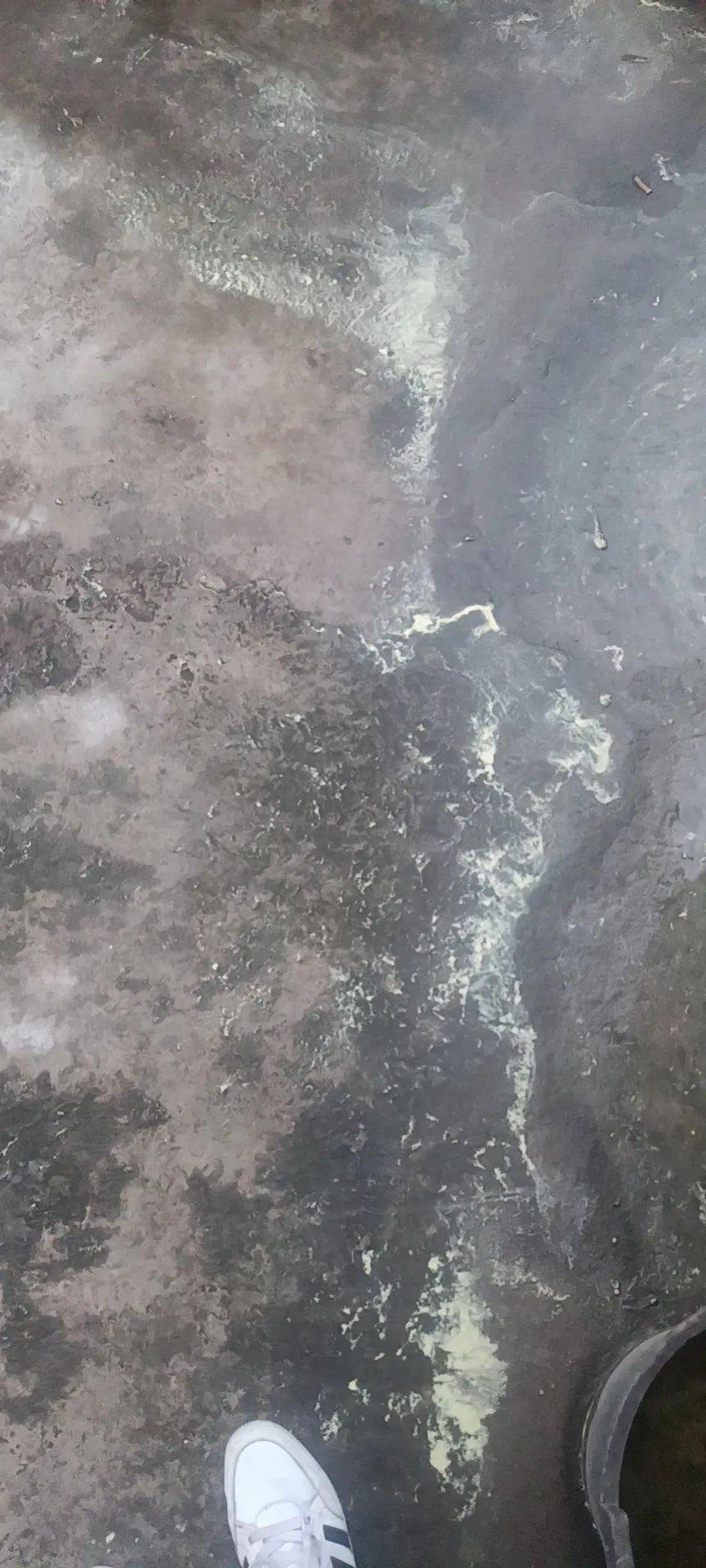 网友惊问:蒙山下"硫酸雨"?地上超多黄粉末!