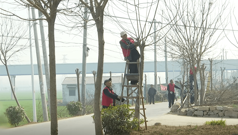 修剪树枝解民忧 心系百姓办实事_张村_群众_萧县