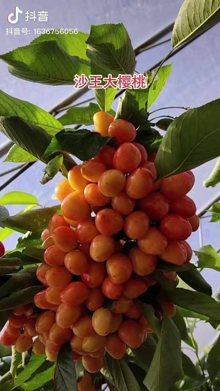 即将成熟沙王大樱桃,沙王樱桃个头大丰产强特强,无畸形果,采摘期一致