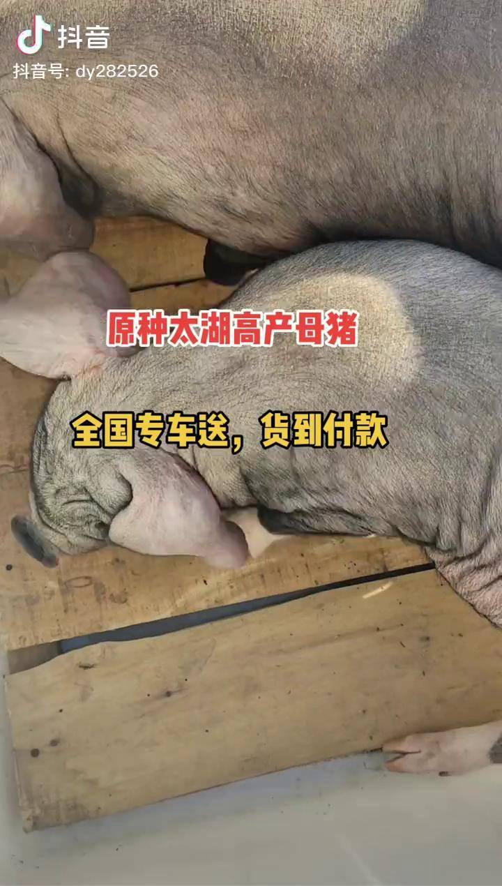 防疫接种齐全,全国专车送 支持货到验货付款太湖母猪 养猪技术 纯种