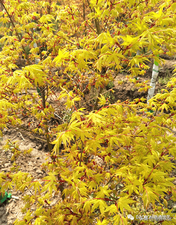 花园里优雅的贵族日本枫树