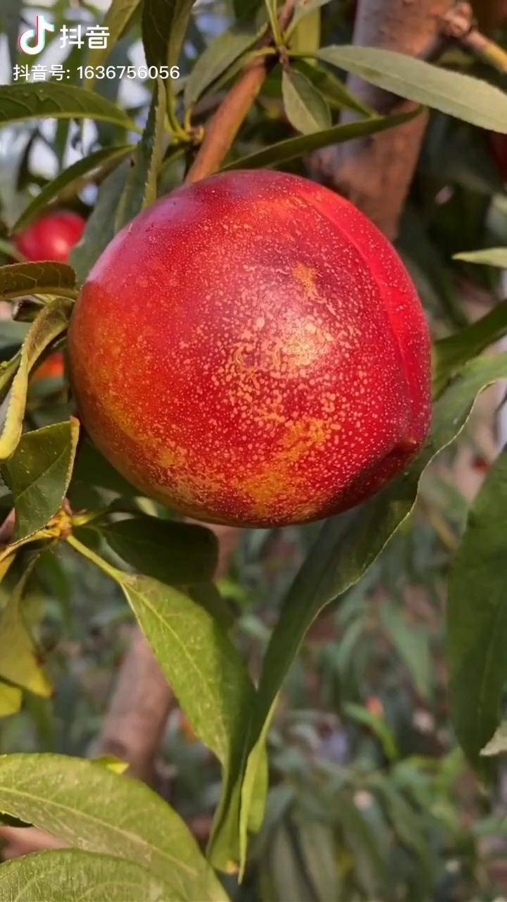 中油4号油桃经典早熟黄肉油桃!油桃树苗