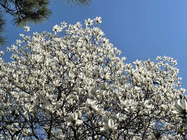 上海市花白玉兰怒放没有一个春天不会到来