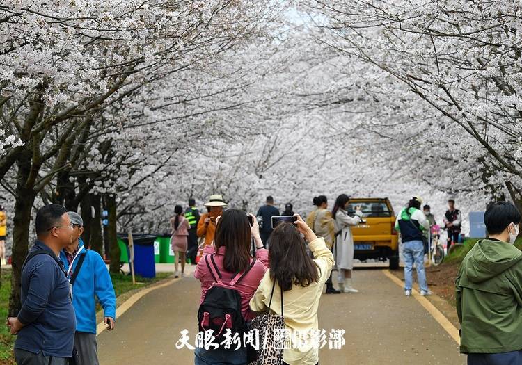 湖畔|红枫湖畔樱花园 千朵万朵压枝低