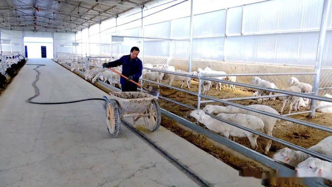 金蛋蛋种羊发展有限公司销售负责人 白万荣:"我公司先后从山东,内蒙