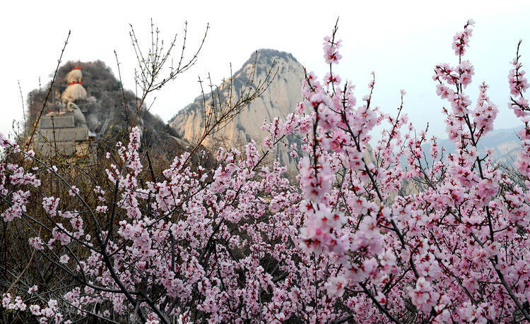 陕西渭南：春已至 静看山间繁华