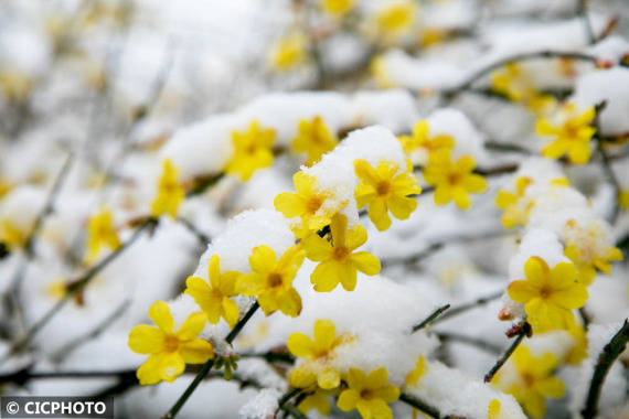 北京:春雪伴春花_南京吹落滿城櫻花雨_北京迎春雪:頤和園銀裝素裹_繼