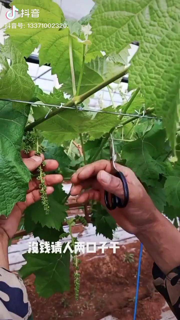 果树施肥技术泽雨农业科技有限公司阳光玫瑰葡萄苗修剪