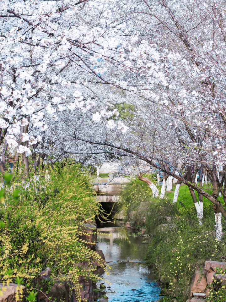 景区|春天，住进看得见樱花的房间