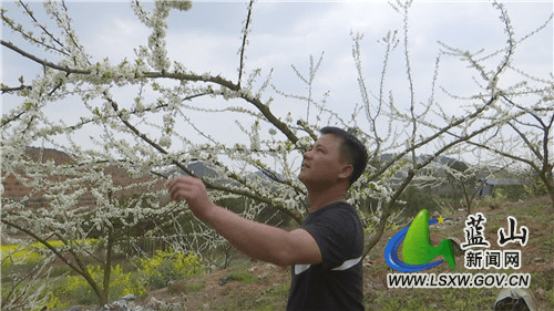 花蕊|美丽蓝山：春风送暖百花开 李花绽放一树白