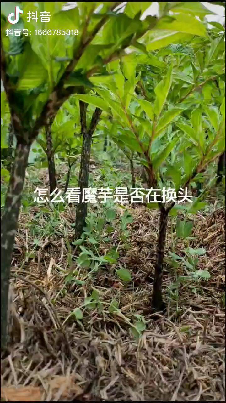 魔芋剛出苗葉片輕微發黃換頭期葉片由內向外逐步變綠換頭結束魔芋葉片