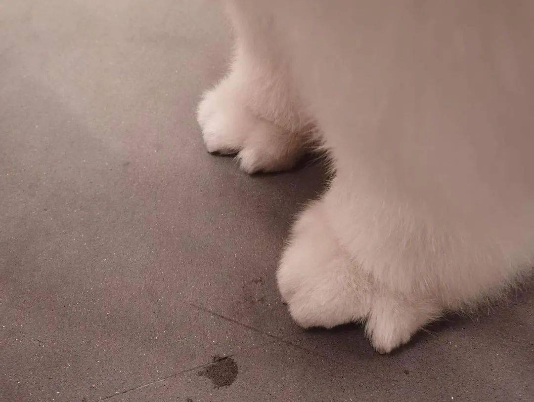 主人晒出一组家里狗狗小脚丫的照片网友疯狂点赞可爱哭了