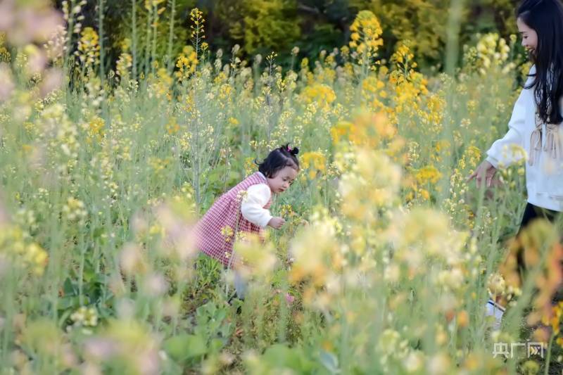 油菜花|福建惠安：陌上花开醉游人