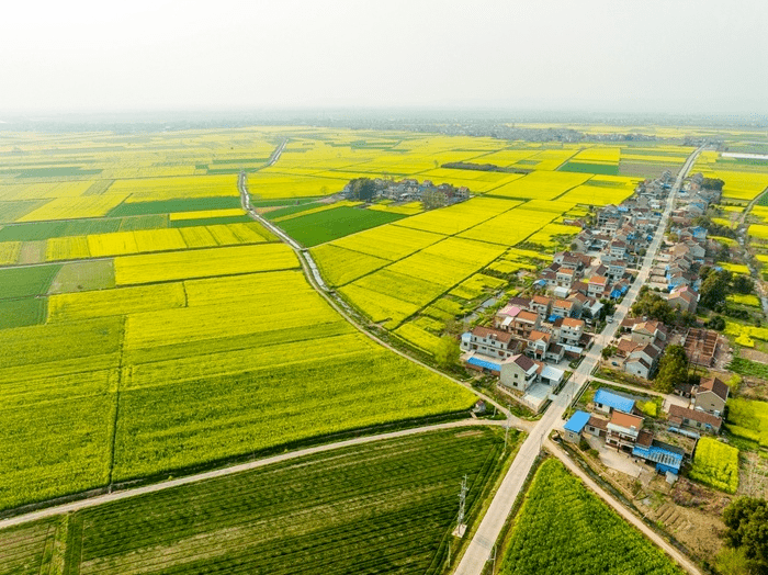 学习强国安徽望江漳湖镇油菜花开黄金满地