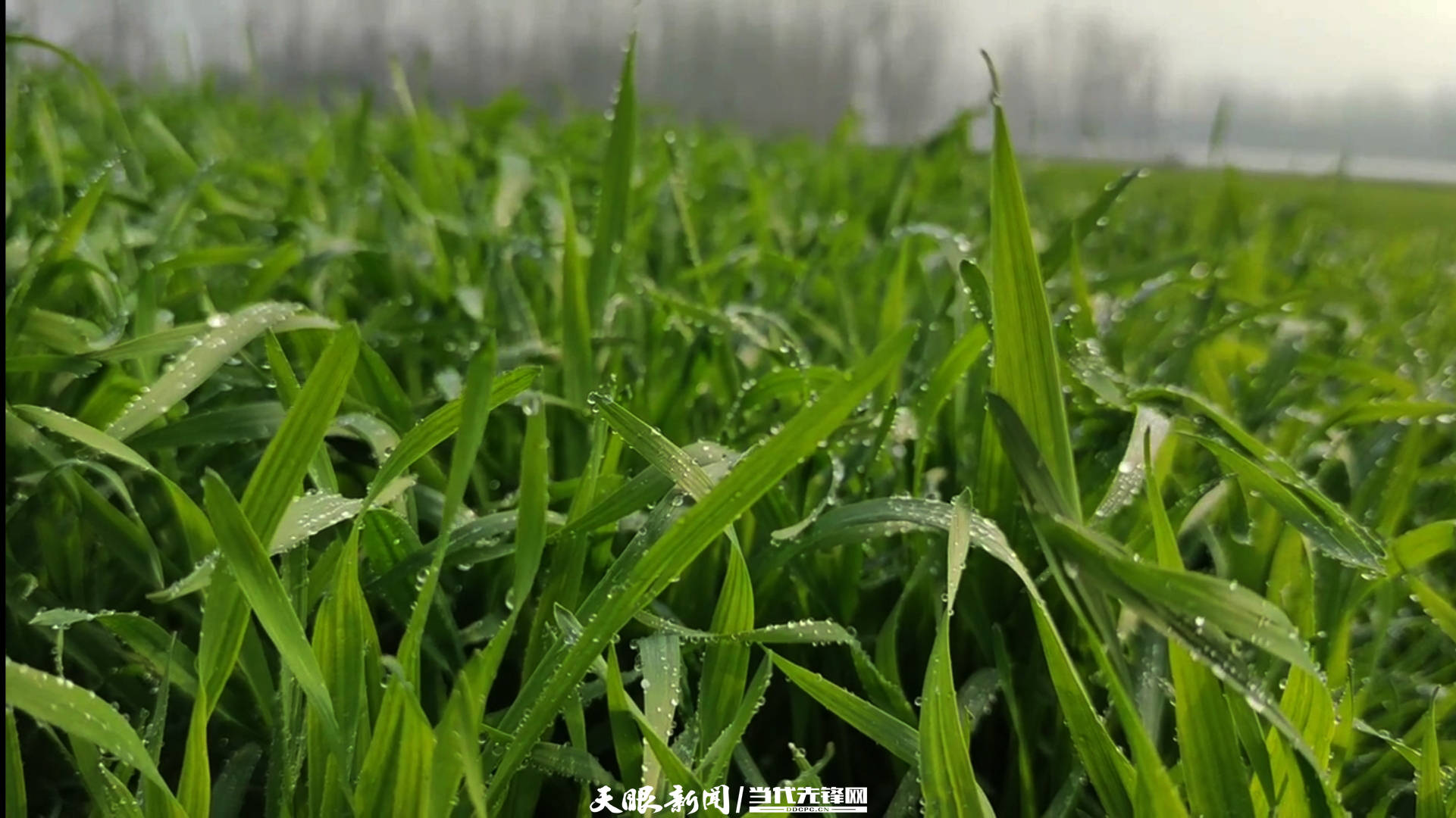 大方縣大山鄉千畝小麥