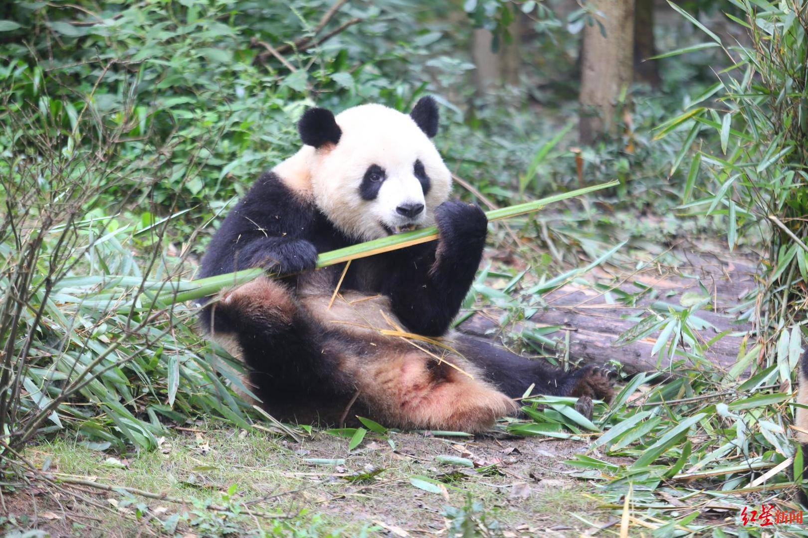 大熊猫|成都大运会吉祥物“蓉宝”身上，原来还有这么多“秘密”！