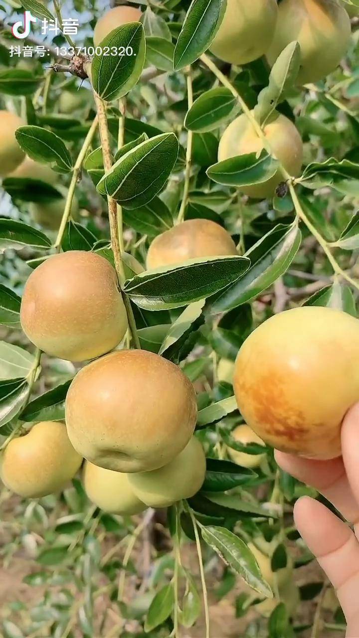 高产蟠枣树苗品种泽雨农业蟠枣