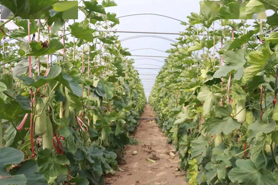 乡村振兴海尾镇积极引进龙头企业种植羊角蜜农户生活甜出新高度