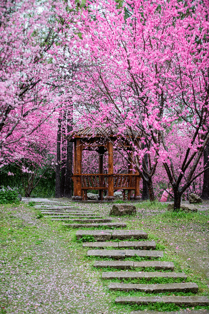 超美预警无锡宁一城春色半城粉最新实拍图来袭