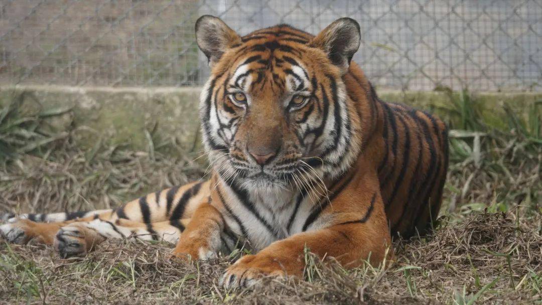 【福见古田 福虎生威】寻虎记(十):国宝华南虎散养繁育,野化进程开启