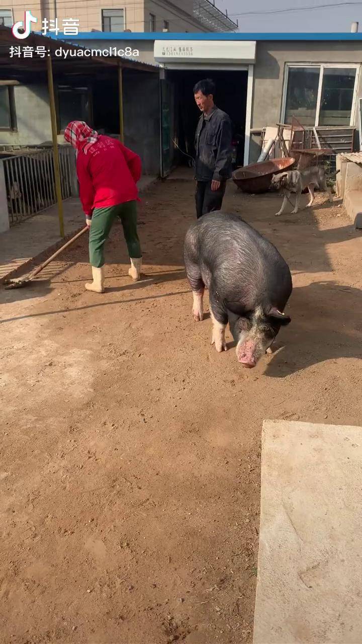 小小的農家院輸出了國內百分九十的巴克夏種豬匠心精神一家人一件事一