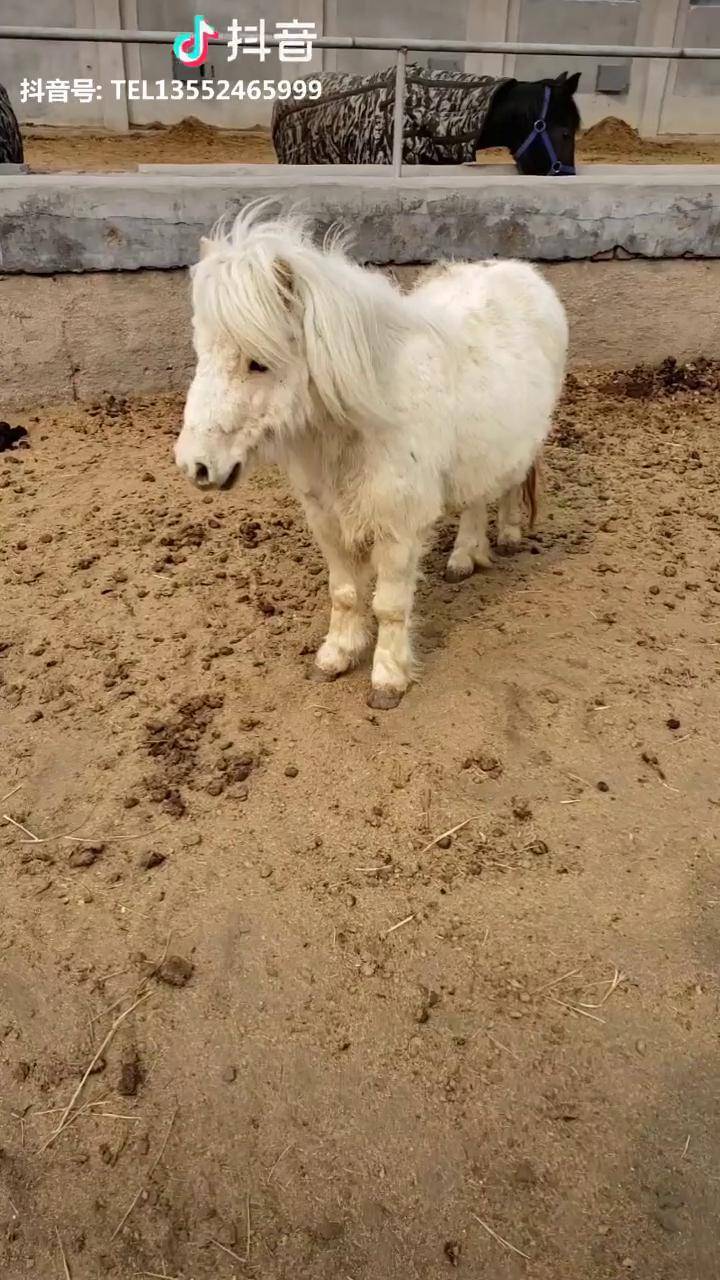 进口舍特兰矮马