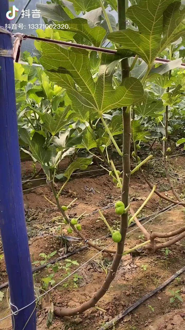 新疆早黄无花果树苗高产好管理泽雨农业早黄无花果