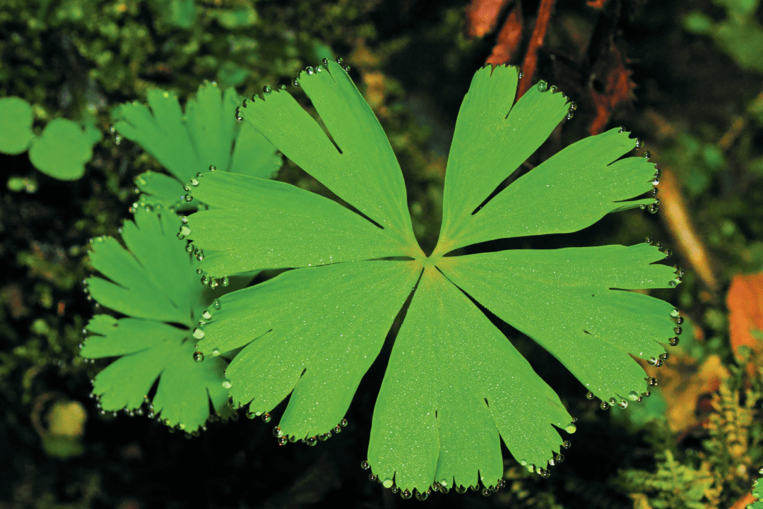 02独叶草# 03珙桐# 04红豆杉左右滑动查看更多图片大熊猫小熊猫川