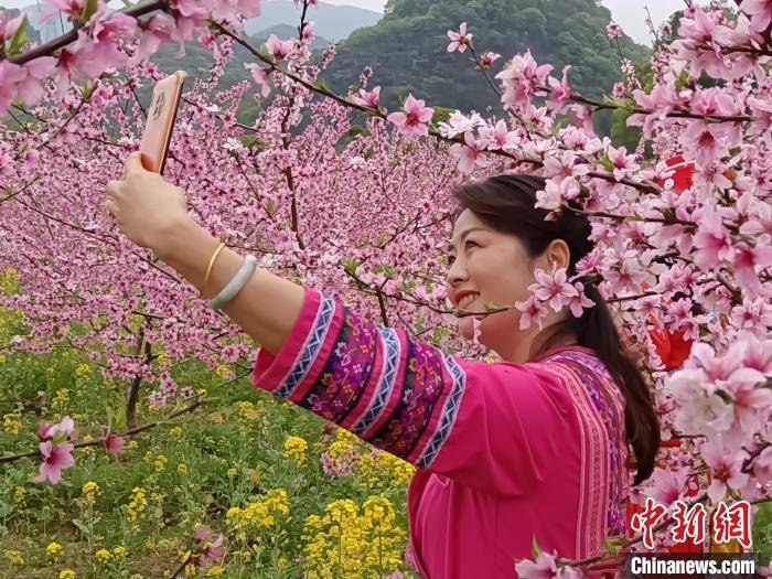 游客|广西桂林挑花李花油菜花争春引客来