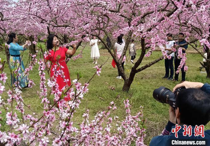 游客|广西桂林挑花李花油菜花争春引客来