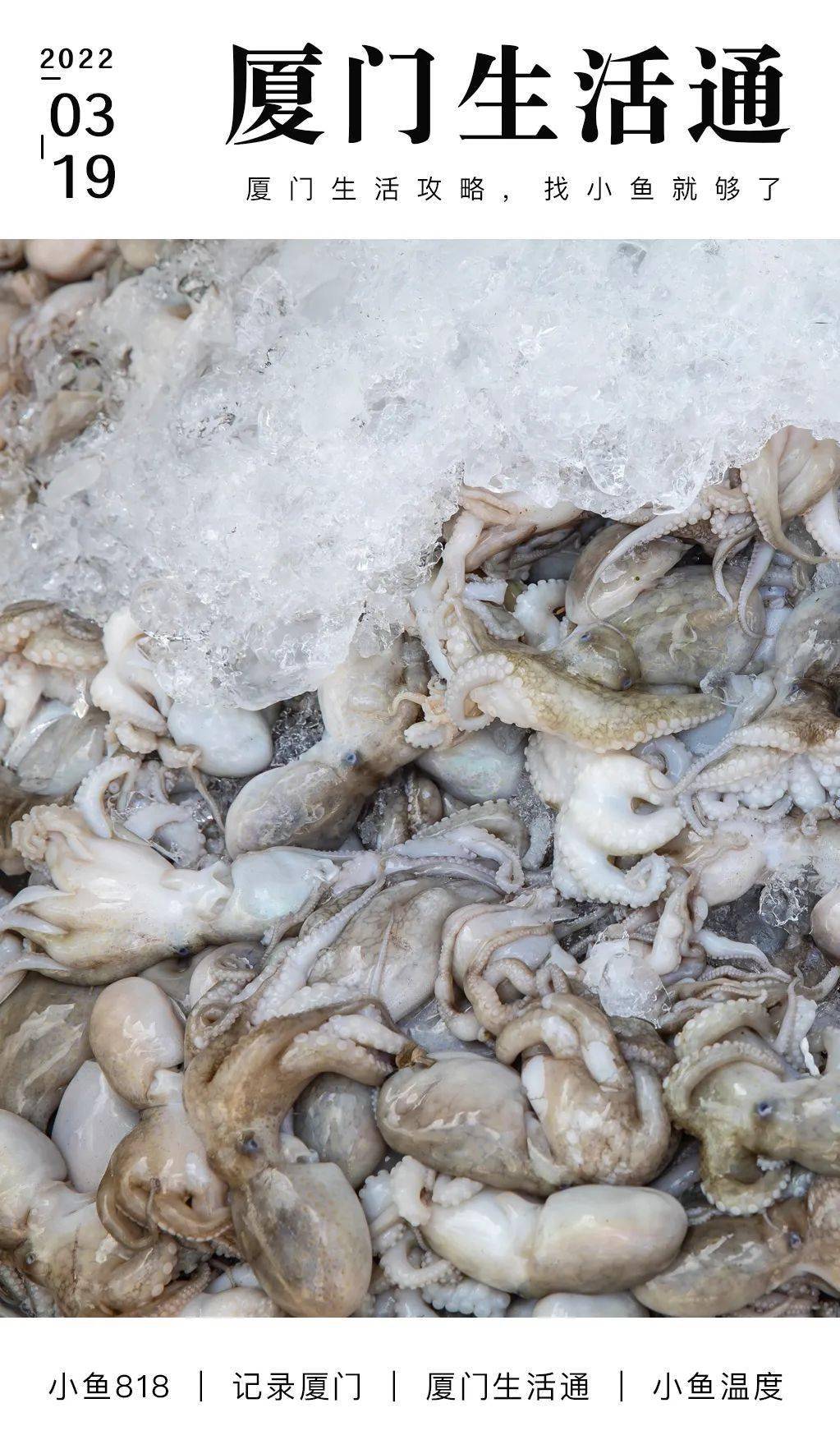 墨鱼吐的汁真的可以吃吗真相竟然是