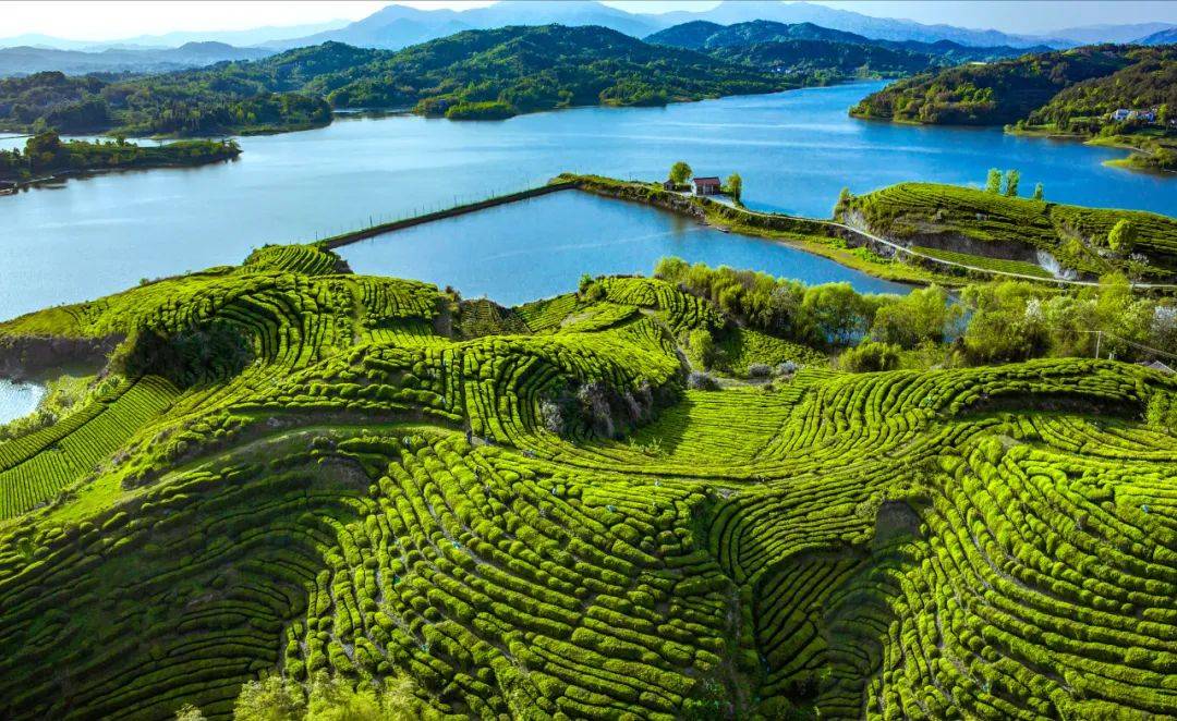 英山茶香小镇图片