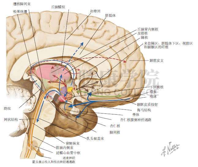下丘脑解剖示意图图片