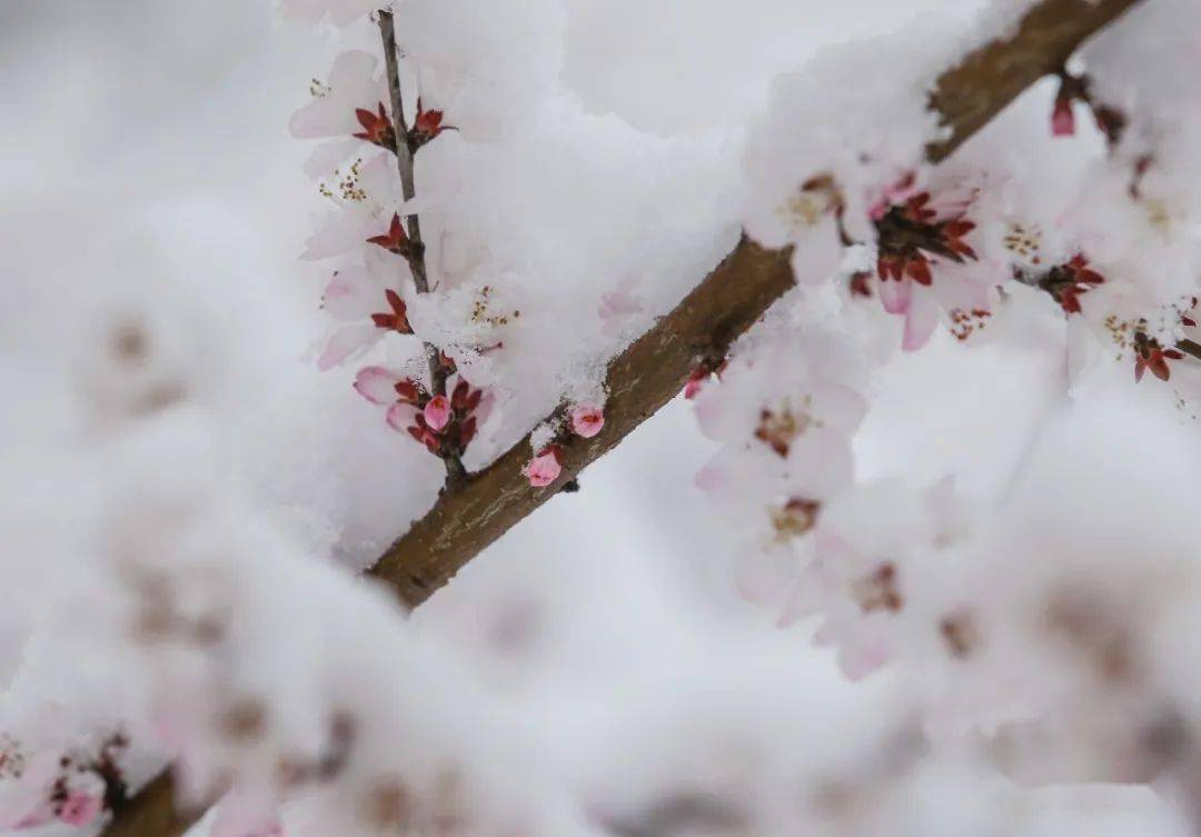 紅花配白雪恰逢津城桃花盛開這場春雪給津城增添了許多驚喜瑞雪如期